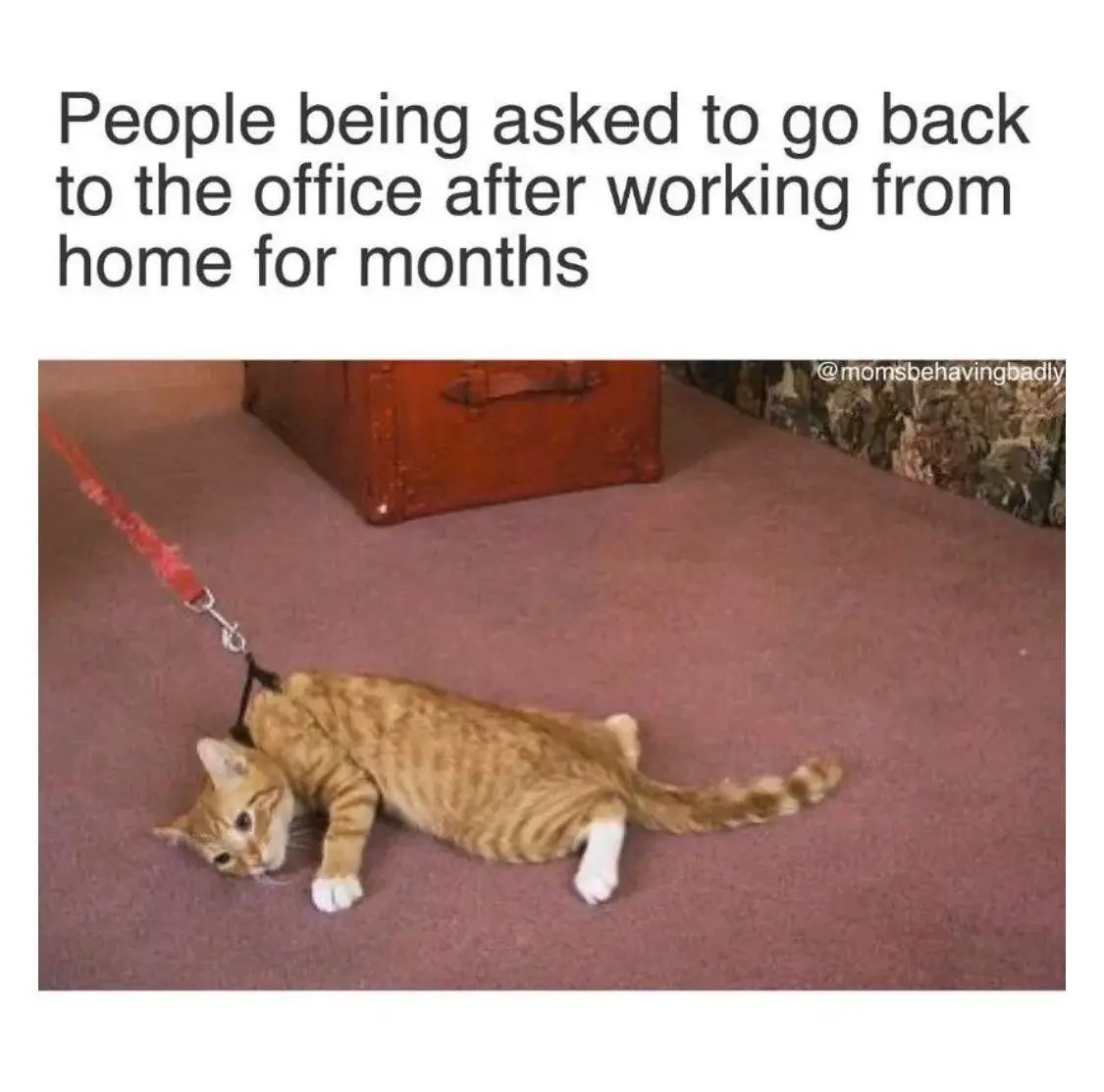 meme gato newsletter
